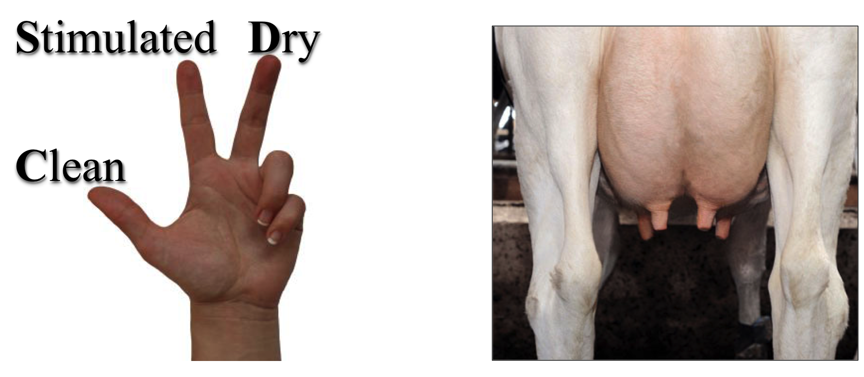 Illustration of the three most important conditions for milking: clean, dry, and stimulated teats