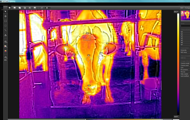 Infrared thermography (IRT) sites on the cow’s head.