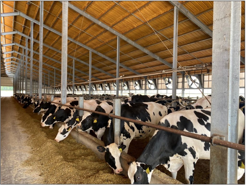 A row of cows standing in a barn eating. There are tilting fans all along the top of the sidewall, and curtains along the top half of the sidewall.
