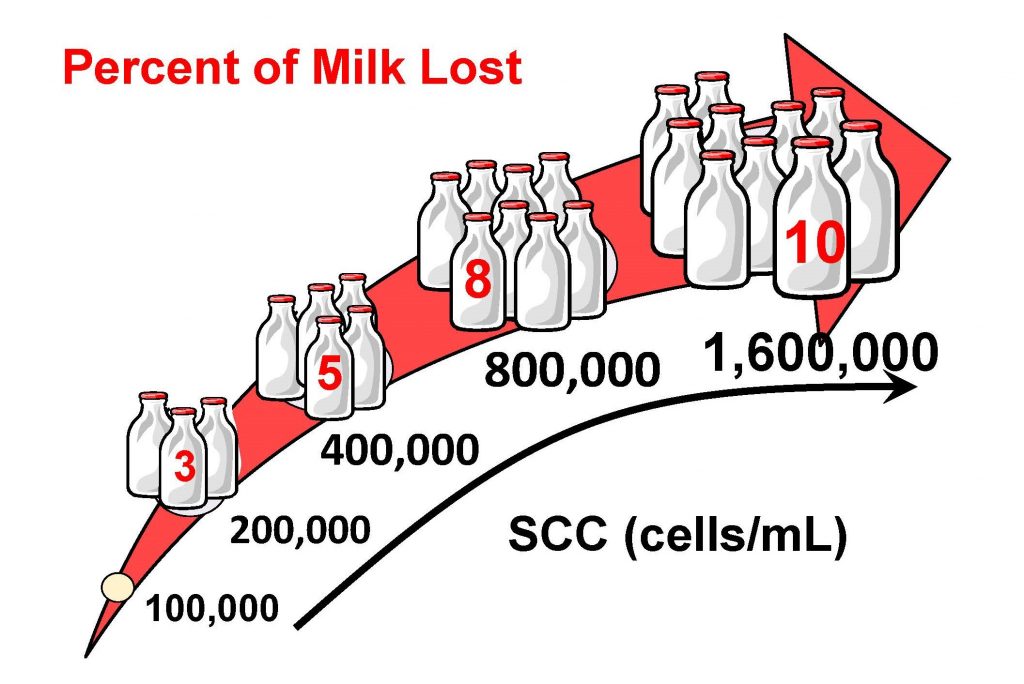 Chart describing the percentage of milk lost at different levels of somatic cell count